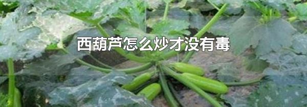 西葫芦怎么炒才没有毒