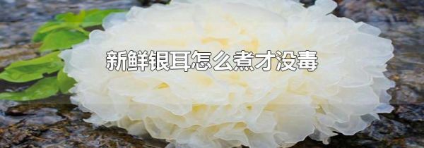 新鲜银耳怎么煮才没毒