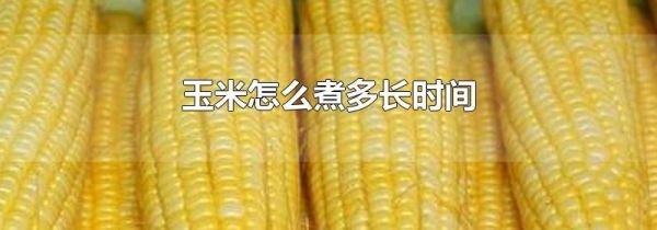 玉米怎么煮多长时间