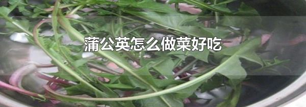 蒲公英怎么做菜好吃