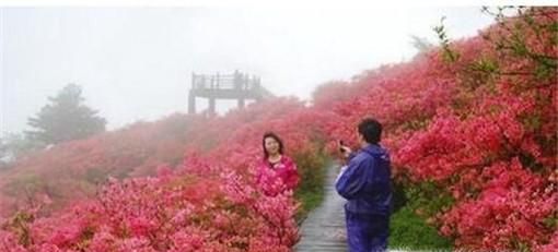 毕节杜鹃花旅游攻略