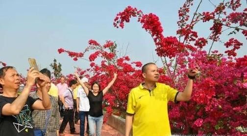 广州市白云区赏花景点推荐