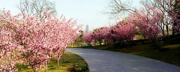 清明节去哪里旅游好 清明节旅游好去处