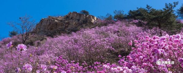 榆林市春季赏花去哪里 推荐一下榆林春季赏花景点