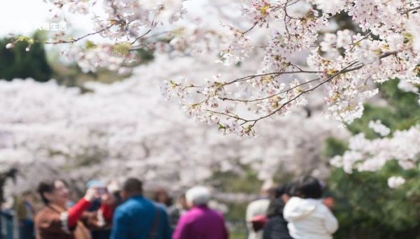 安顺市春季赏花去哪里 推荐安顺春季赏花旅游景点