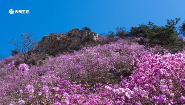 佛山市春季赏花去哪里 推荐佛山春季赏花景点