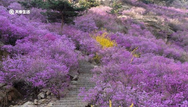 咸宁市春季赏花去哪里 推荐咸宁赏花好景点