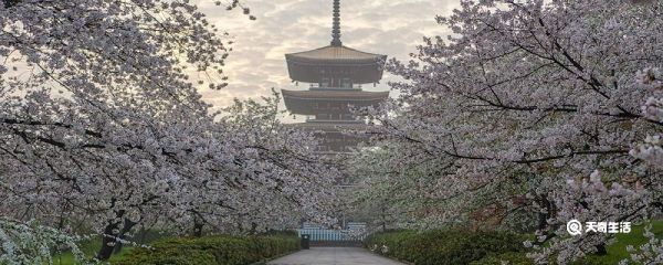 洛阳市春季赏花去哪里 推荐洛阳赏花的最佳景点