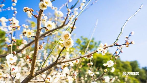 大庆市春季赏花去哪里 推荐大庆市春季赏花景点