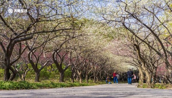 大庆市春季赏花去哪里 推荐大庆市春季赏花景点