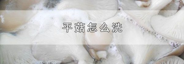 平菇怎么洗