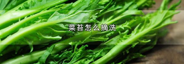 菜苔怎么摘洗