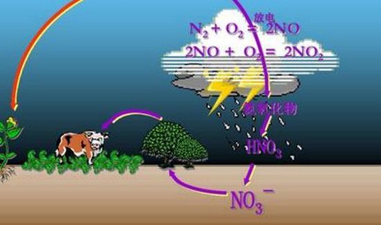硝态氮与氨态氮的区别