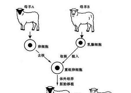 什么是克隆技术 克隆技术的利与弊