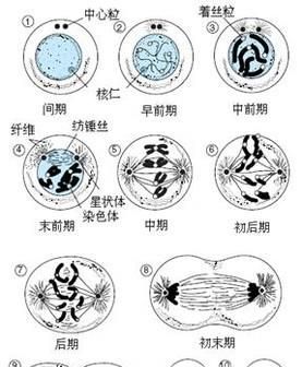 克隆猴的原理是是什么