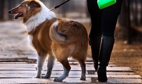 过年回家宠物怎么办