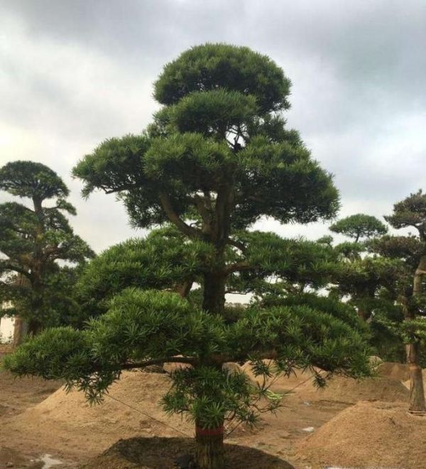 哪些水培植物好看又好养