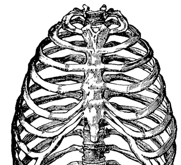 人有多少根肋骨？