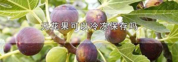 无花果可以冷冻保存吗