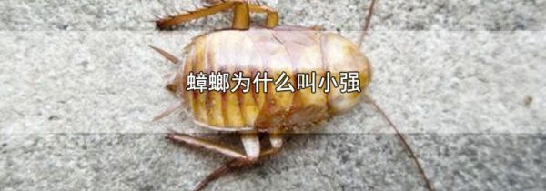 蟑螂为什么叫小强