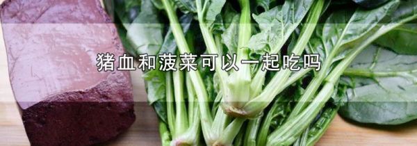 猪血和菠菜可以一起吃吗