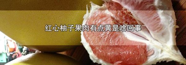 红心柚子果肉有点黄是啥回事