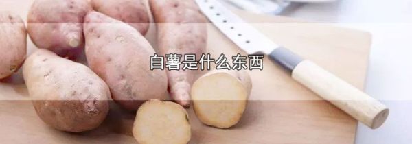 白薯是什么东西