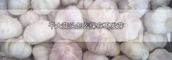 干大蒜头怎么保存不发芽