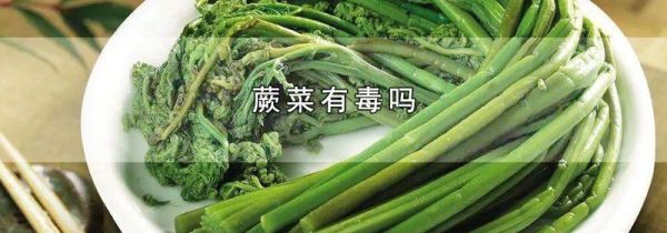 蕨菜有毒吗