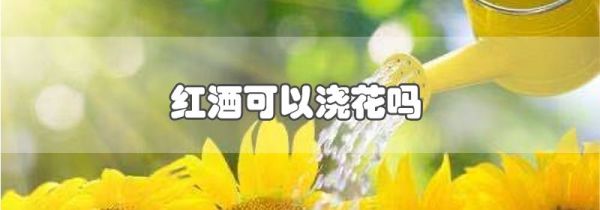 红酒可以浇花吗