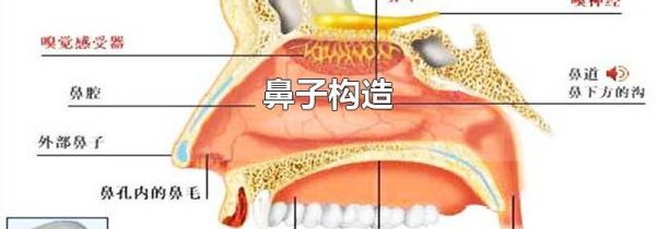 鼻子构造