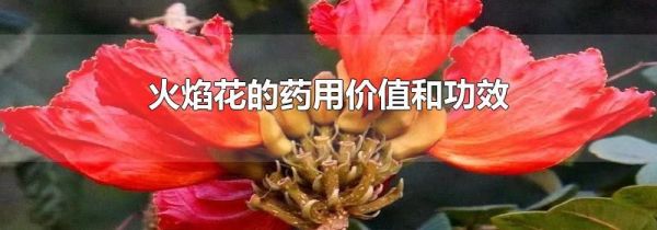 火焰花的药用价值和功效