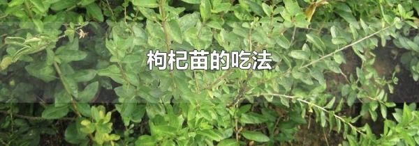 枸杞苗的吃法