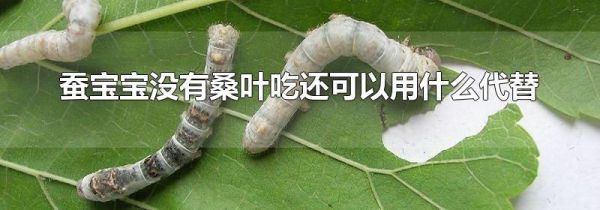 蚕宝宝没有桑叶吃还可以用什么代替