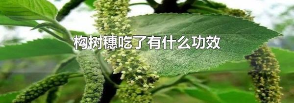 构树穗吃了有什么功效