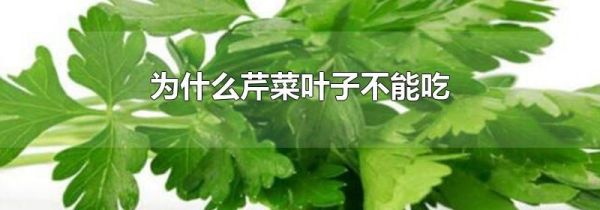 为什么芹菜叶子不能吃