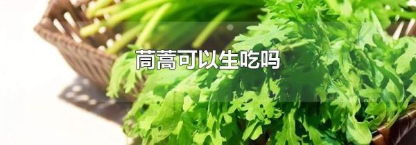 茼蒿可以生吃吗