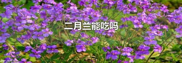 二月兰能吃吗