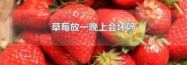 草莓放一晚上会坏吗