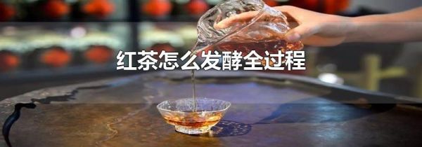 红茶怎么发酵全过程