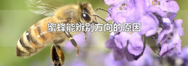 蜜蜂能辨别方向的原因