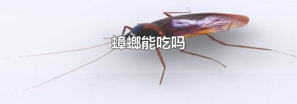 蟑螂能吃吗