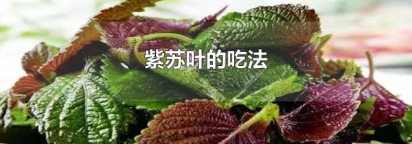 紫苏叶的吃法