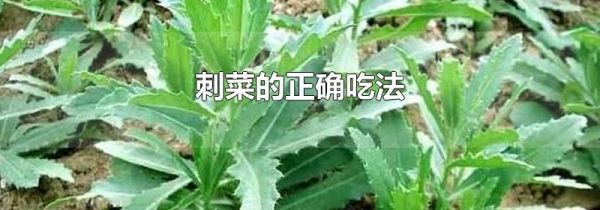 刺菜的正确吃法