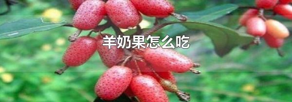 羊奶果怎么吃