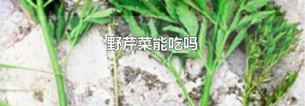 野芹菜能吃吗