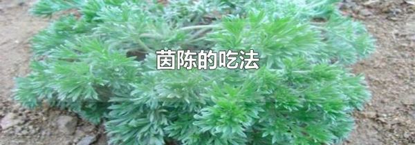 茵陈的吃法