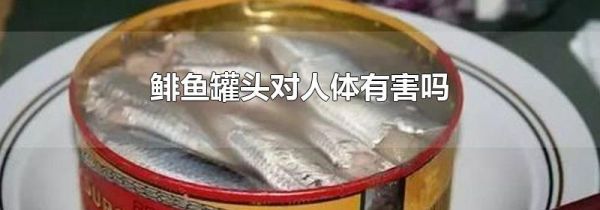 鲱鱼罐头对人体有害吗