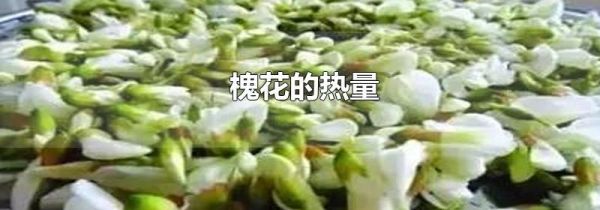 槐花的热量