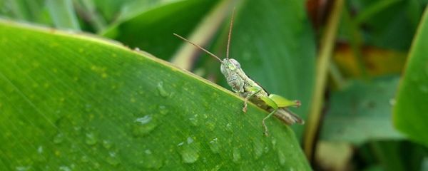 蝗虫能吃吗 防治蝗虫的方法